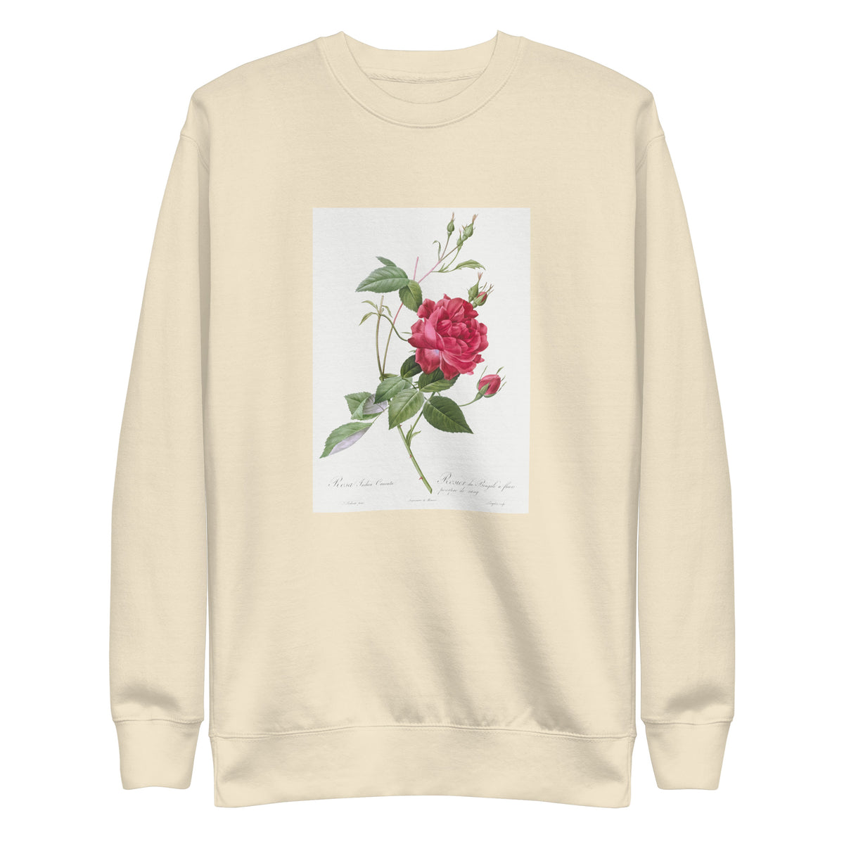 Sweater Blood-Red Bengal Rose Rosa Indica Cruneta Signature