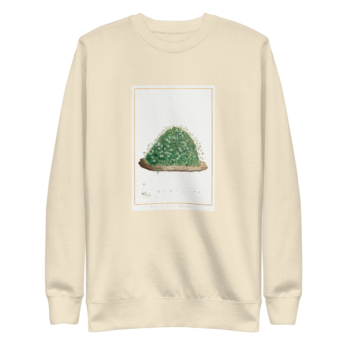 Sweater Arenaria Balearica Image - Pierre-Joseph Redoute And Charles Louis L Heritier 1784 Signature