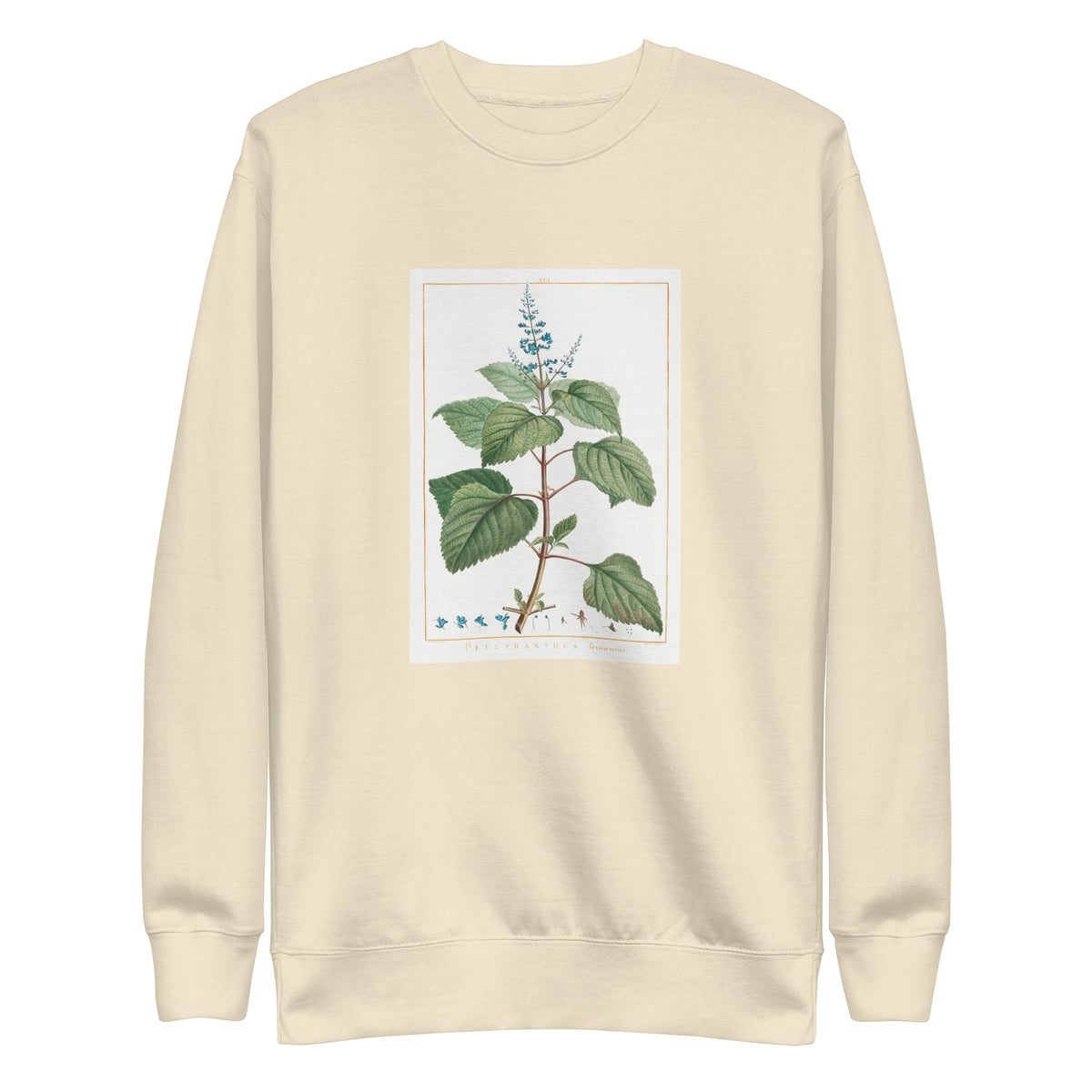 Sweater Plectranthus Fruticosus Image - Pierre-Joseph Redoute And Charles Louis 1784 Signature