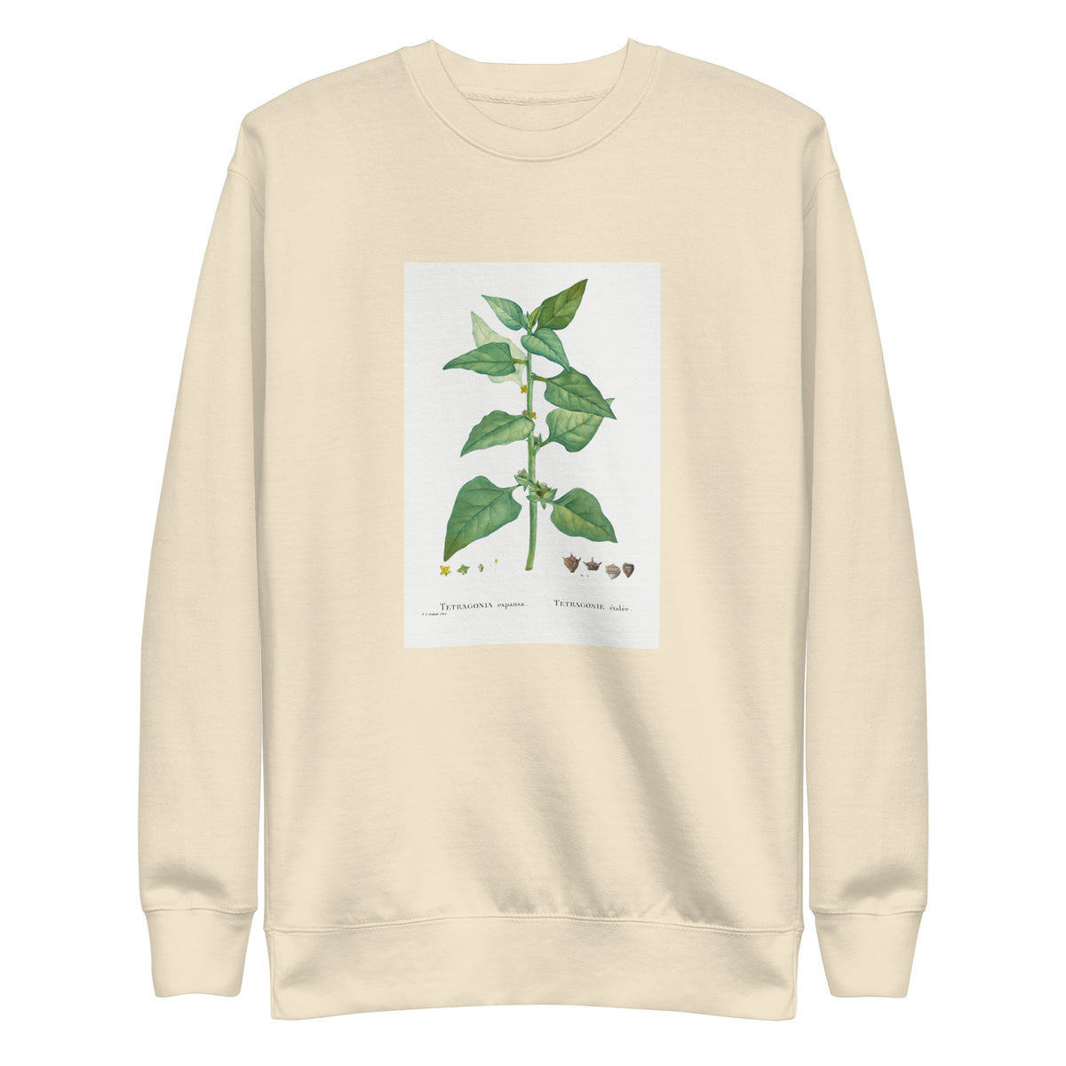 Sweater Tetragonia Expansa New Zealand Spinach Signature