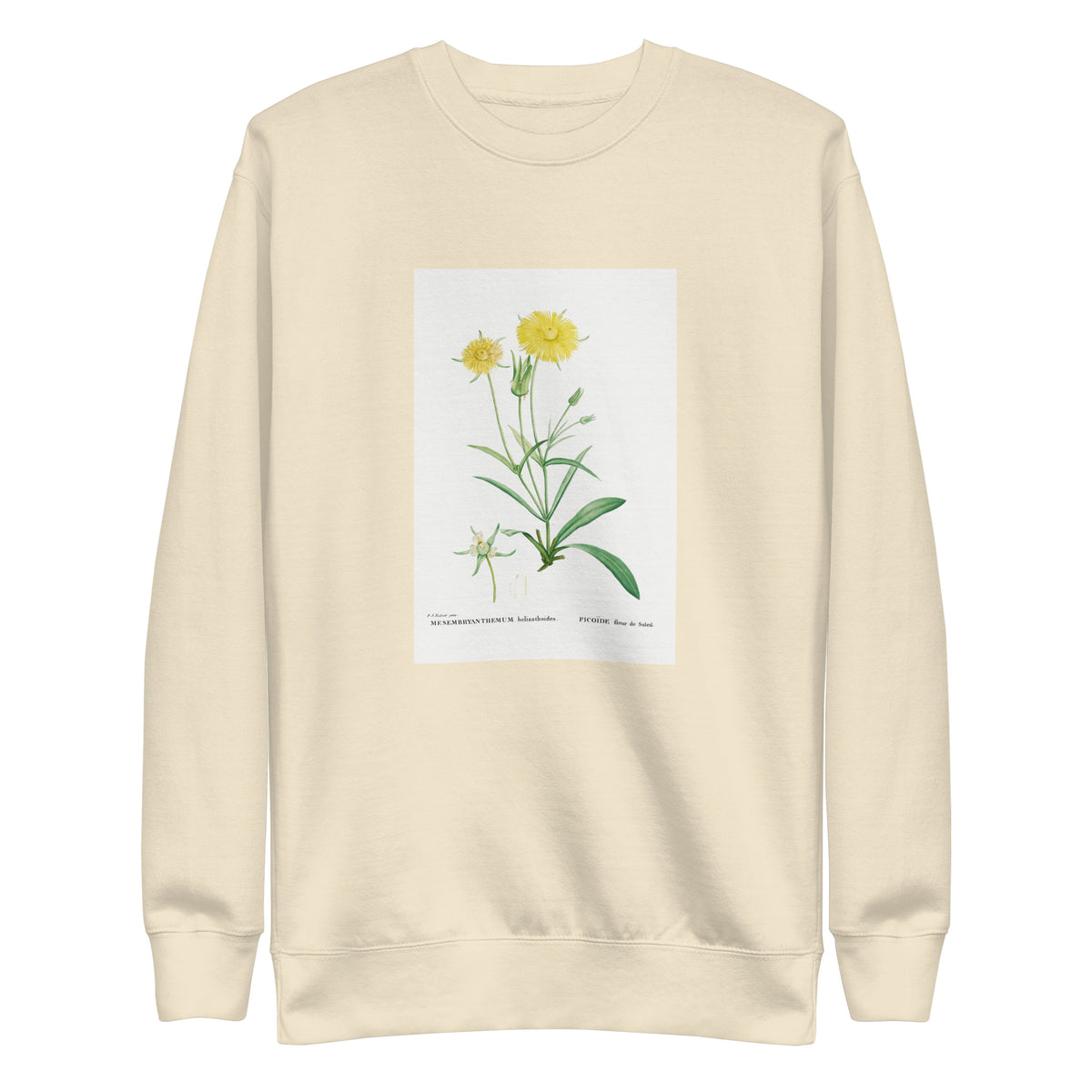 Sweater Mesembryanthemum Helianthoides Spatula Leaved Fig Marigold - Pierre-Joseph 1799 Signature