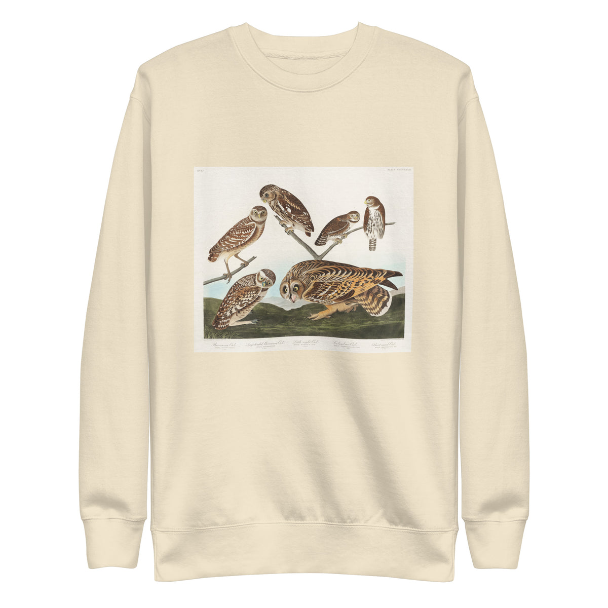 Sweater Burrowing Owl Large-Headed Burrowing Owl Little Night Owl Columbian Owl And Short-Cared Owl - John James Audubon 1827 Signature