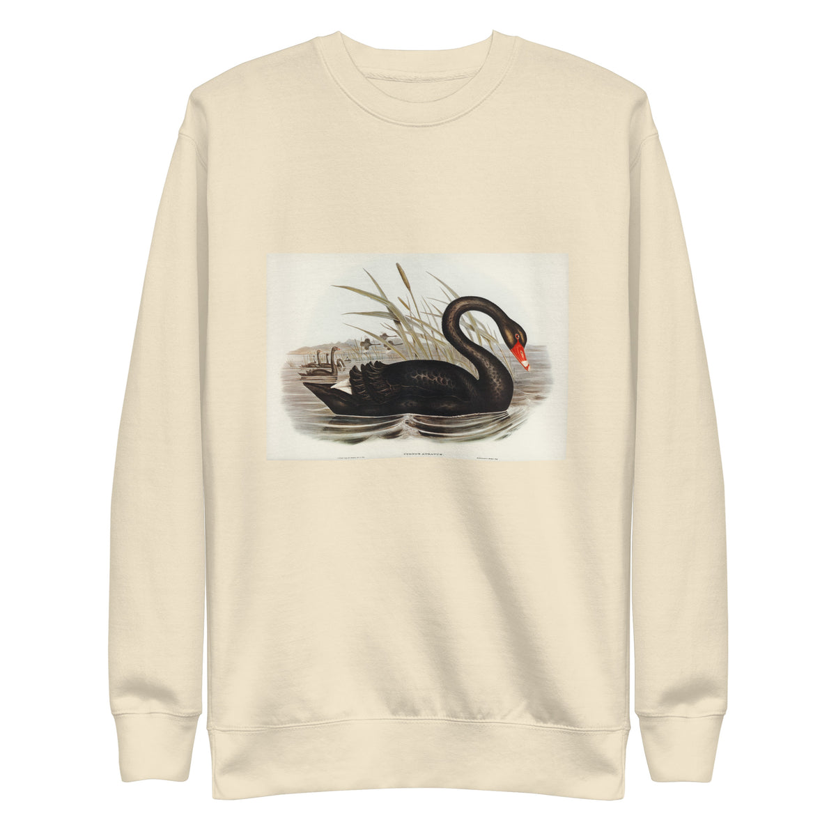 Sweater Black Swan Cygnus Atratus Illustrated - Elizabeth Gould 1804 Signature