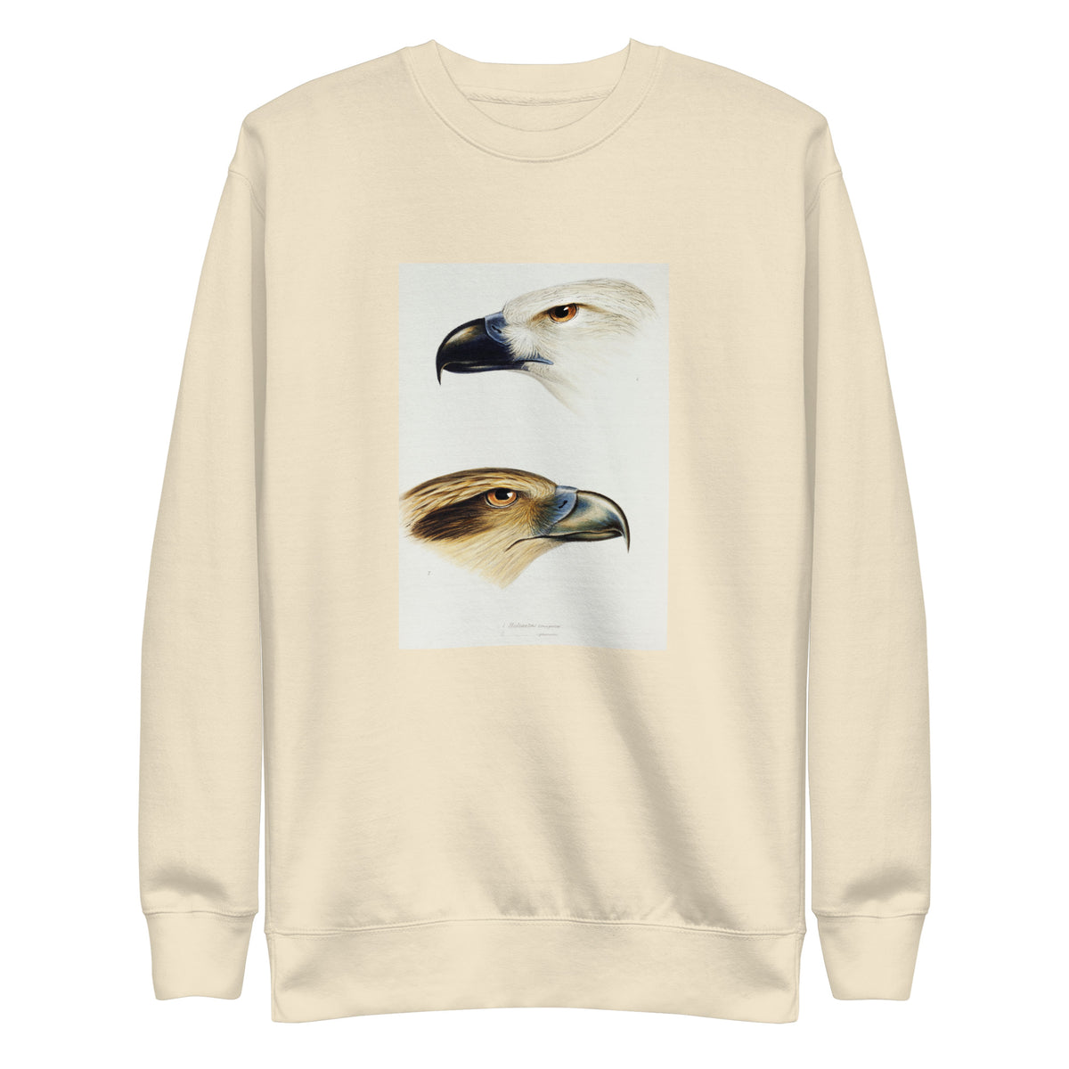 Sweater 1 White-Bellied Sea Eagle Haliaeetus Leucogaster 2 Whistling Kite Haliastur Sphenurus Illustrated Signature