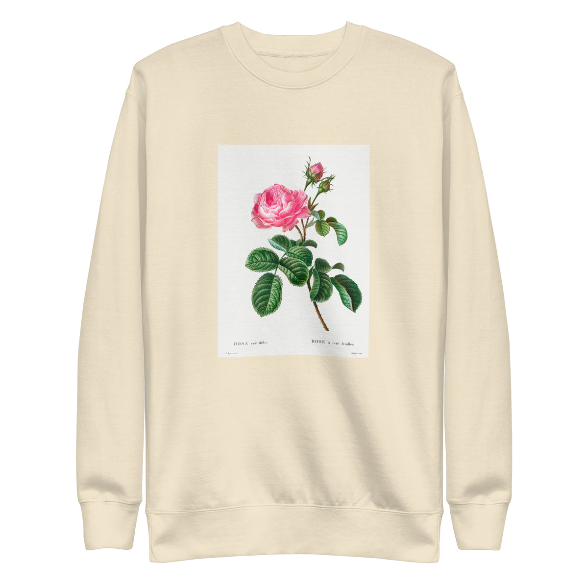 Sweater Cabbage Rose Rosa Centifolia Signature