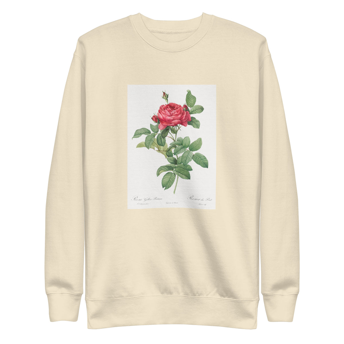 Sweater Rosa Gallica Pontiana Also Known As Bridge Rose Signature
