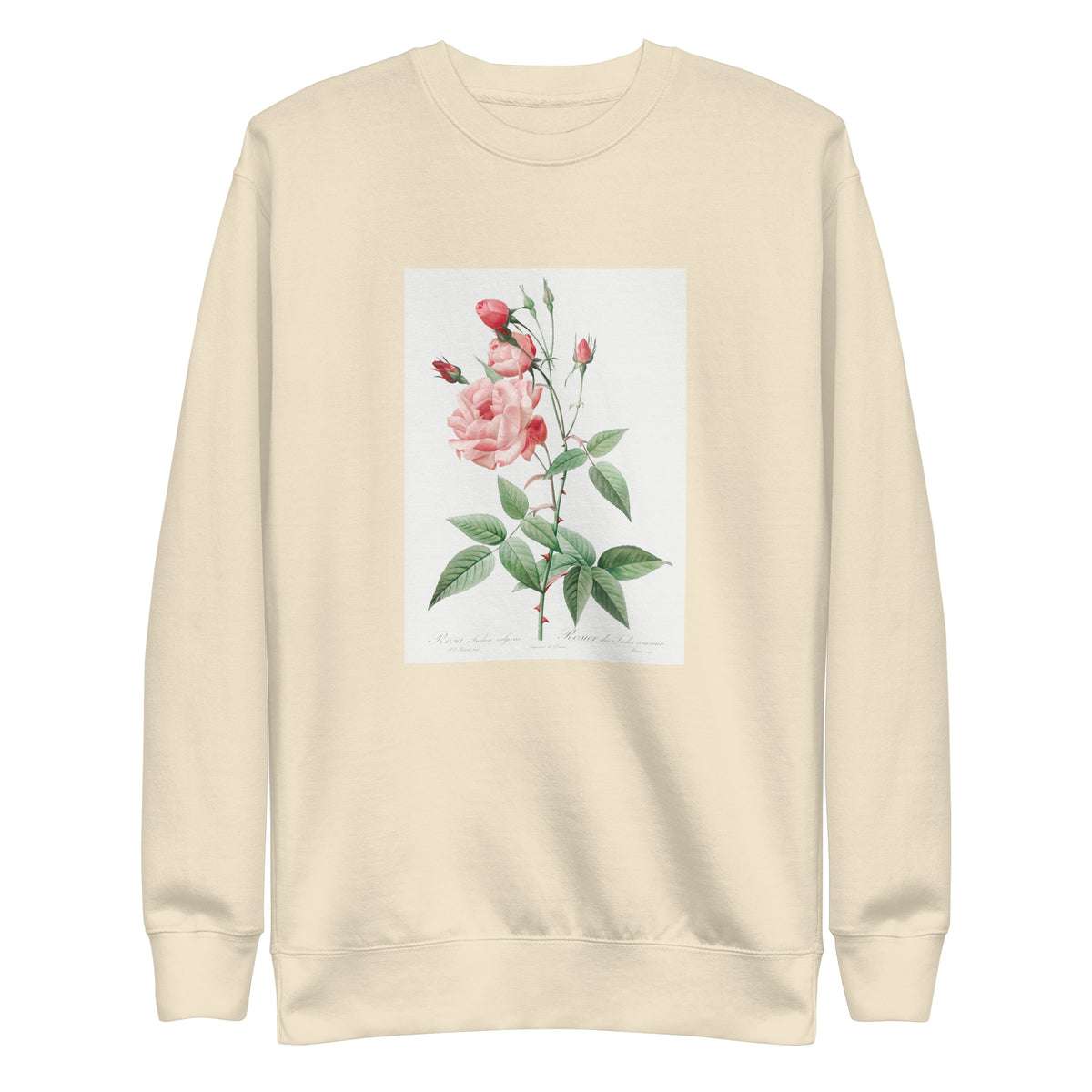Sweater Old Blush China Also Known As Common Rose Of India Rosa Indica Vulgaris Signature