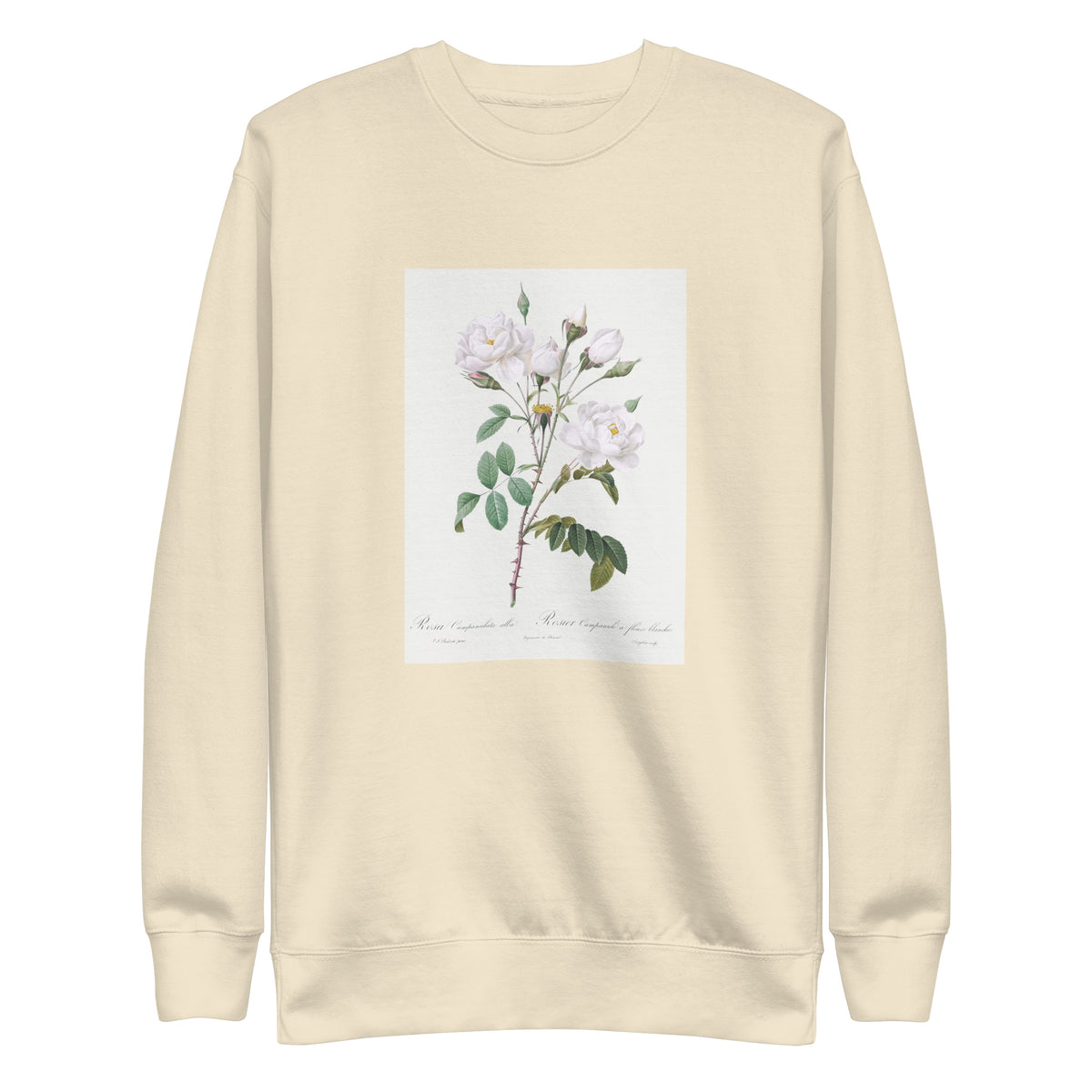 Sweater Rosa Campanulata Alba Also Known As Pink Bellflowers To White Flowers Signature