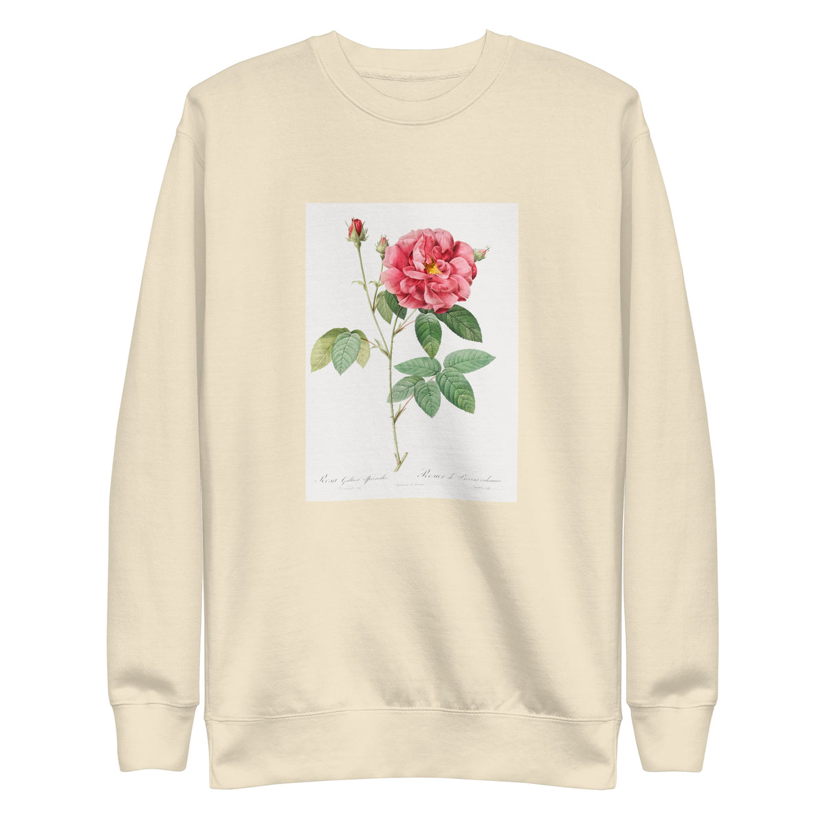 Sweater French Rose Also Known As Ordinary Provins Rosebush Rosa Galluca Offuenalis Signature