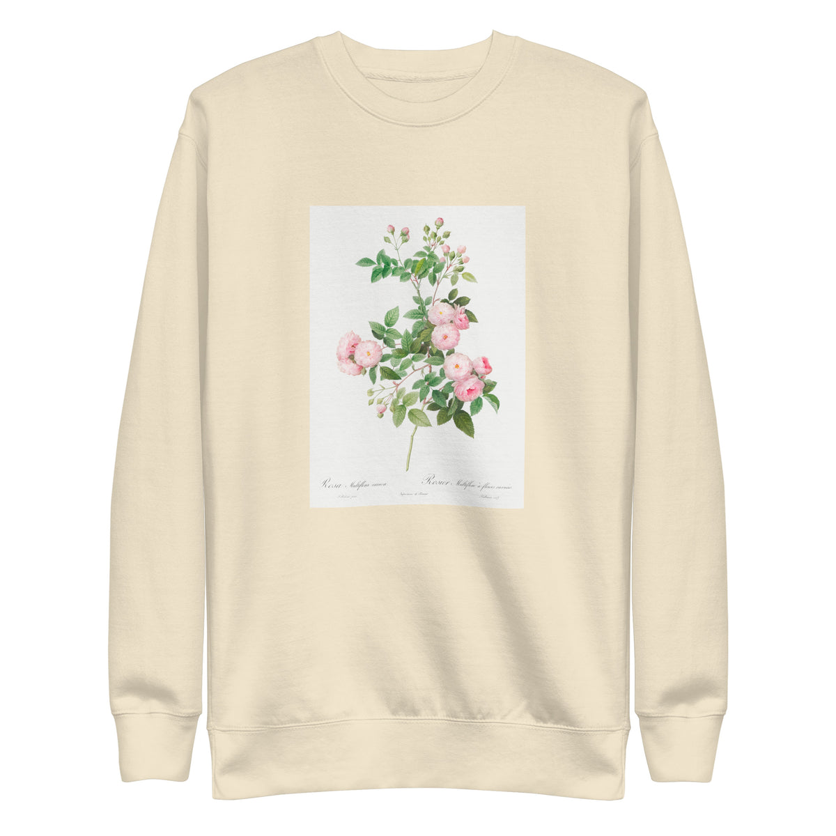 Sweater Flesh-Pink Multiflora Rosa Multiflora Carnea Signature