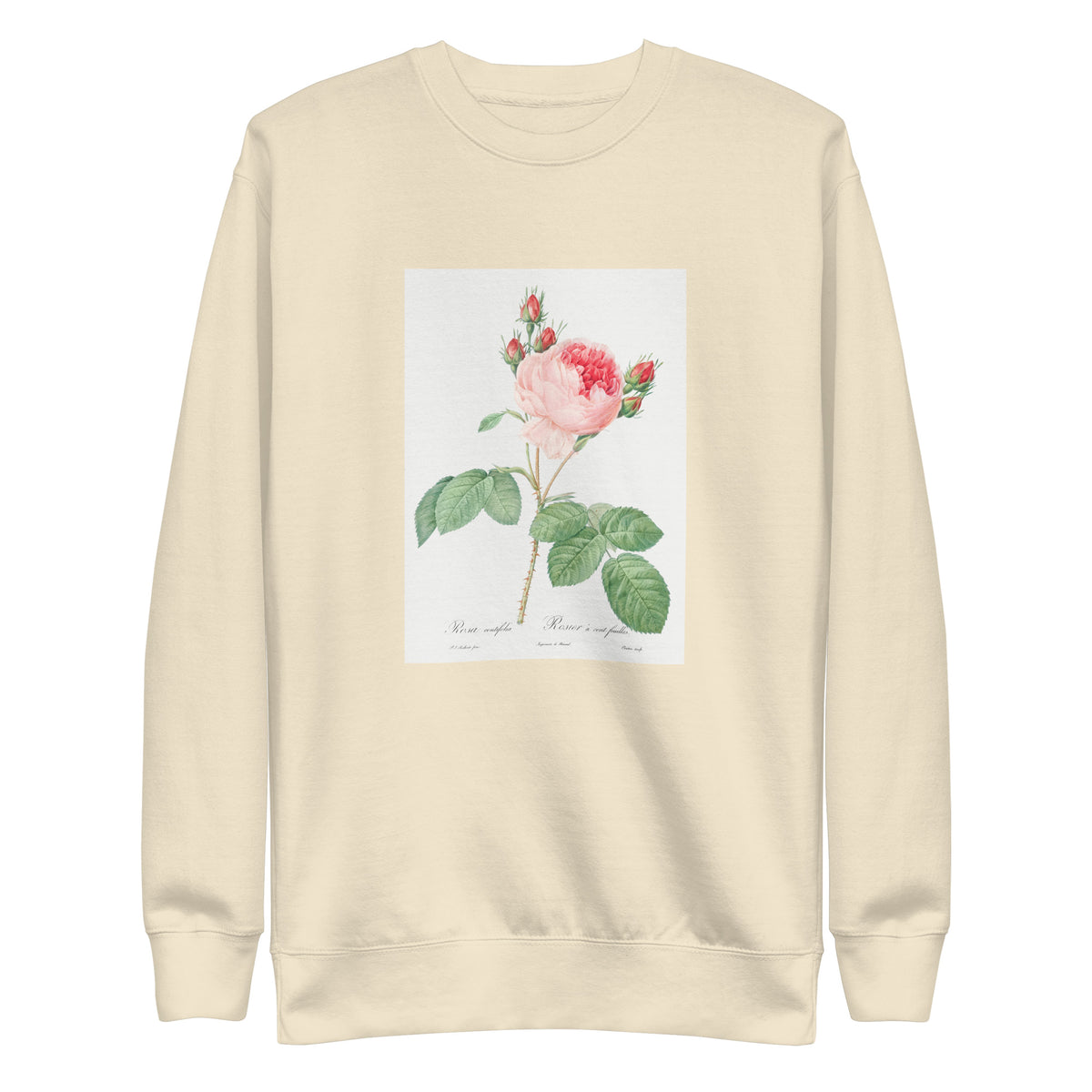 Sweater Cabbage Rose Also Known As One Hundred-Leaved Rose Rosa Centifolia Signature
