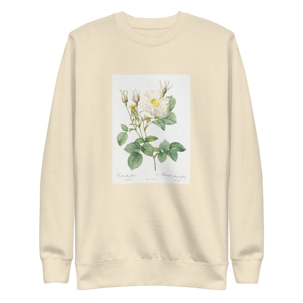 Sweater Rosa X Alba Also Known As The White Leaf Of Fleury Rosa Alba Foliacea Signature