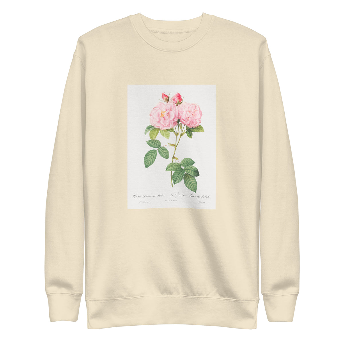 Sweater Italian Damask Rose Also Known As The Four Seasons Of Italy Rosa Damascena Italica Signature