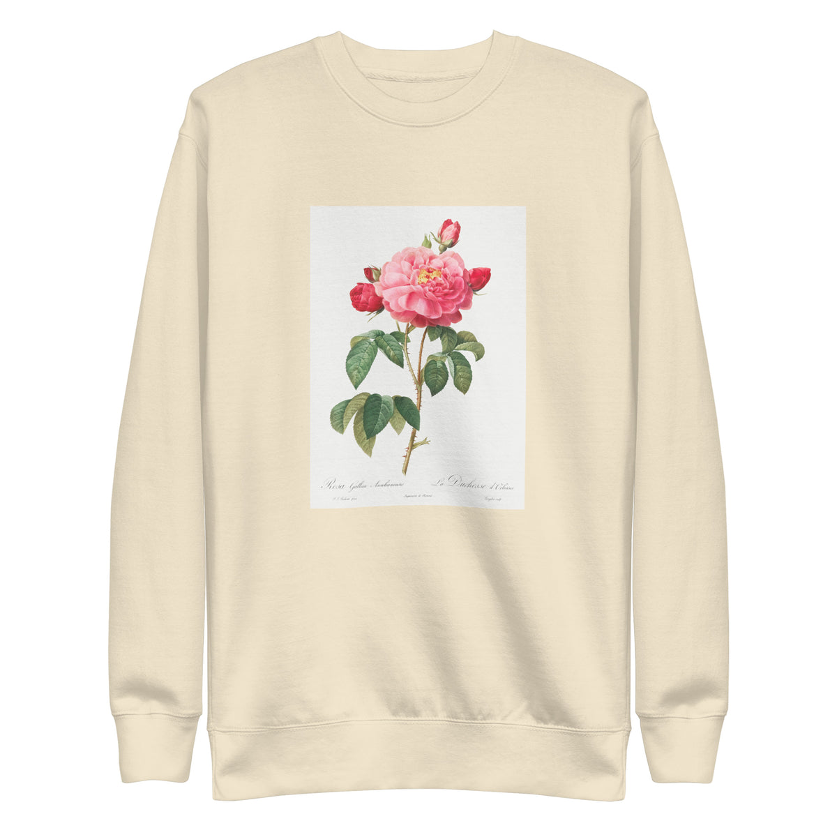 Sweater Gallic Rose Also Known As The Duchess Of Orleans Rosa Gallica Aurelianensis Signature