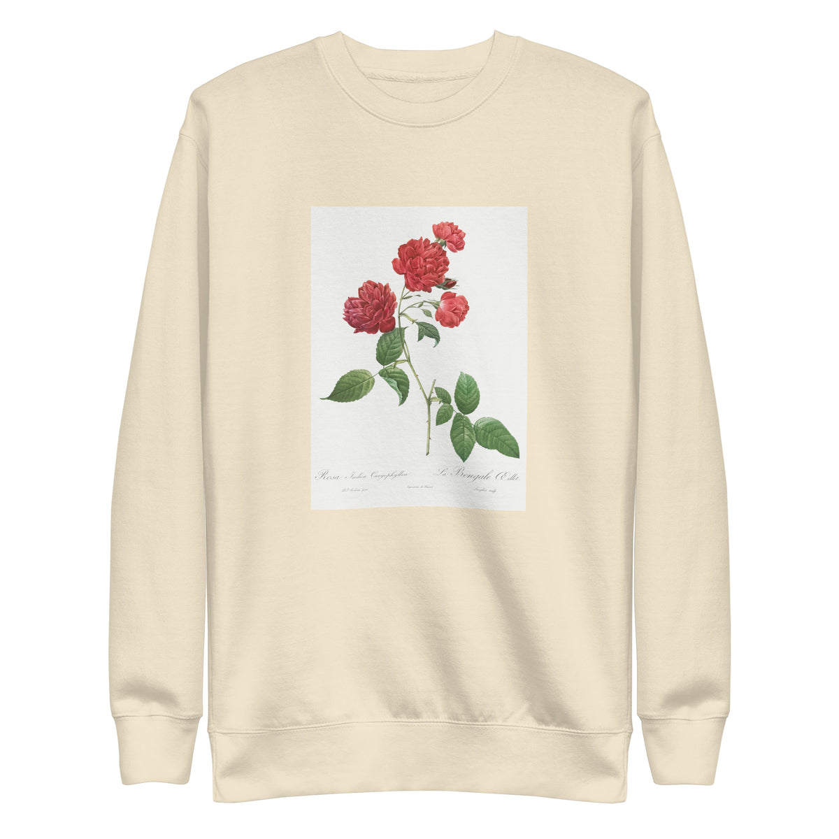 Sweater Red Cabbage Rose Also Known As Bengal Eyelet Rosa Indica Caryophyllea - Pierre-Joseph Redoute Original From The Library Of Congress 1817 Signature