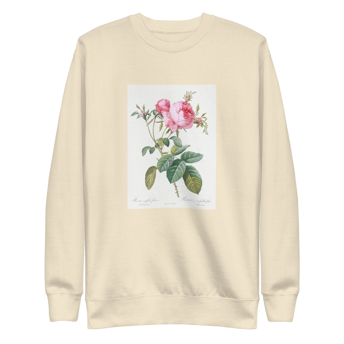 Sweater Rose De Mai Rosa Centifolia Foliacea Signature