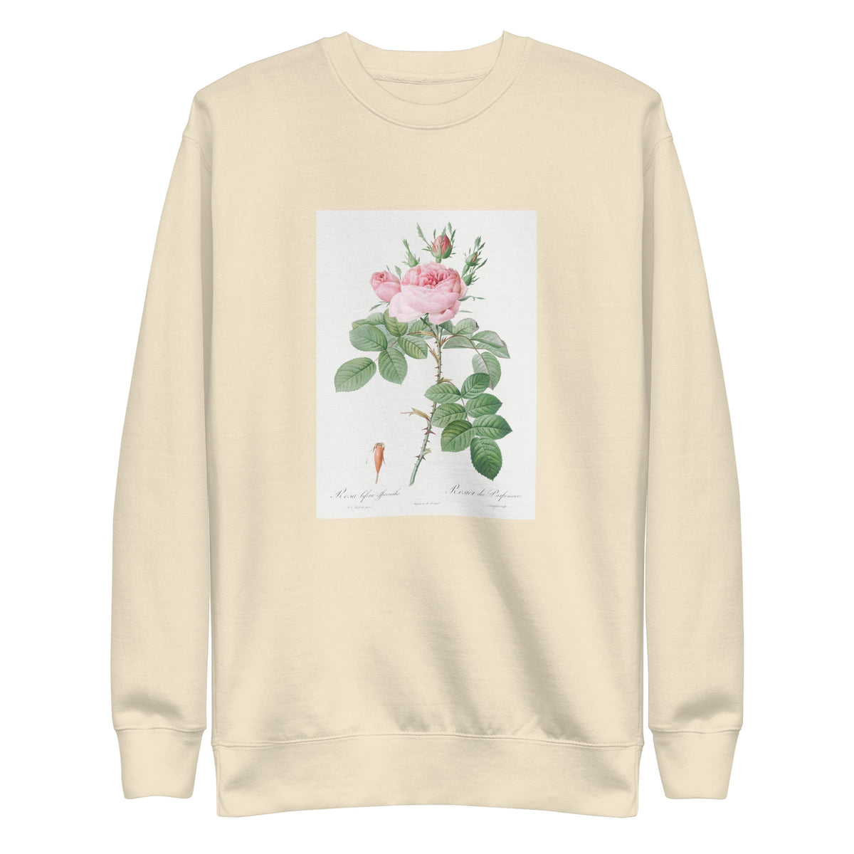 Sweater Rosa Bifera Officinalis Also Known As Rose Of Perfume Signature