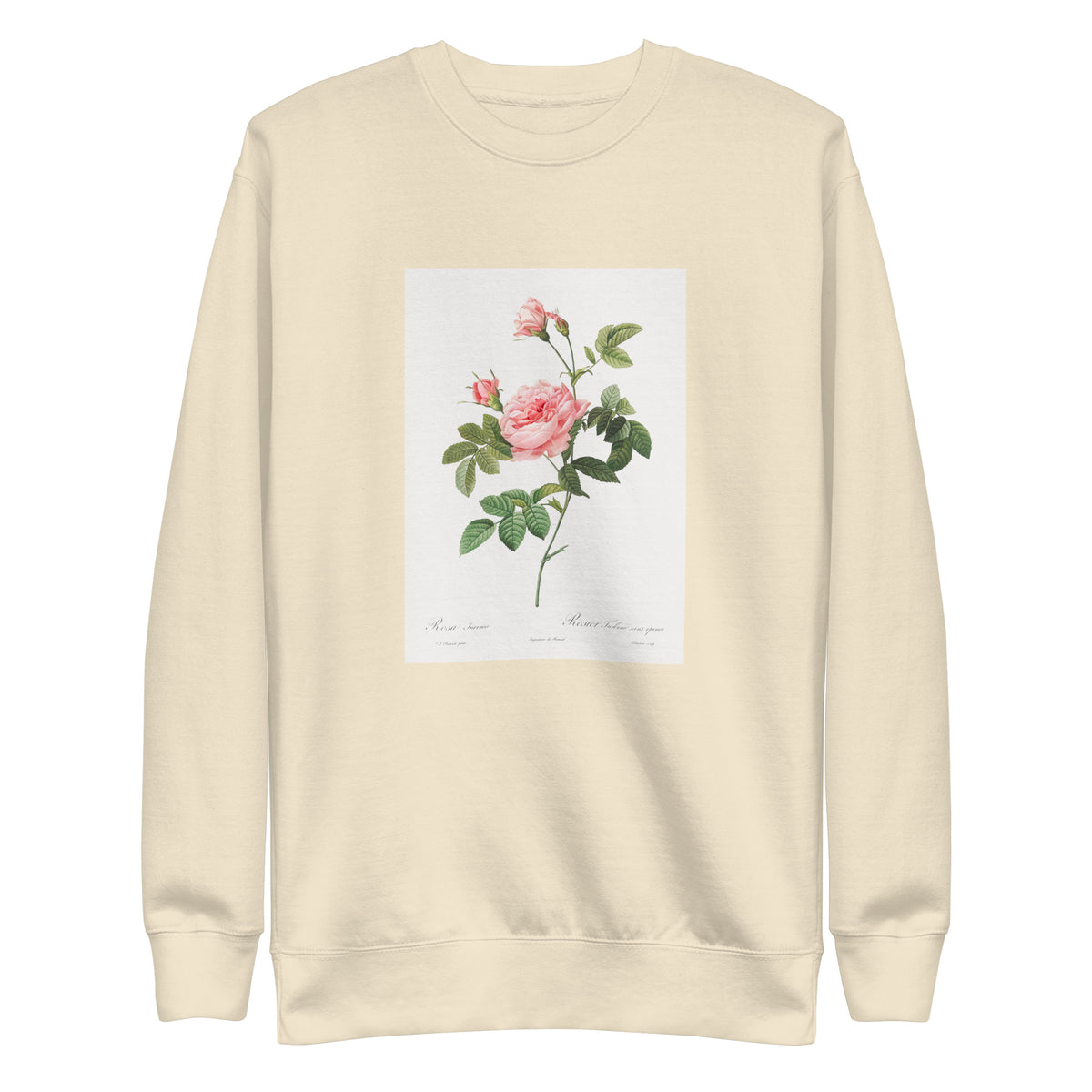 Sweater Boursault Rose Also Known As Rose Turbine Without Thorns Rosa Inermis Signature