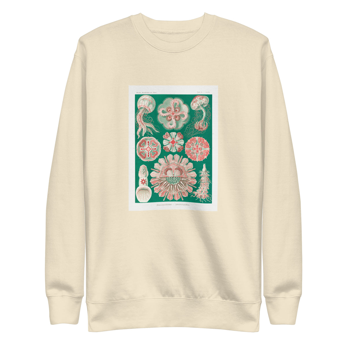 Sweater Discomedusae Schweibenquallen Signature