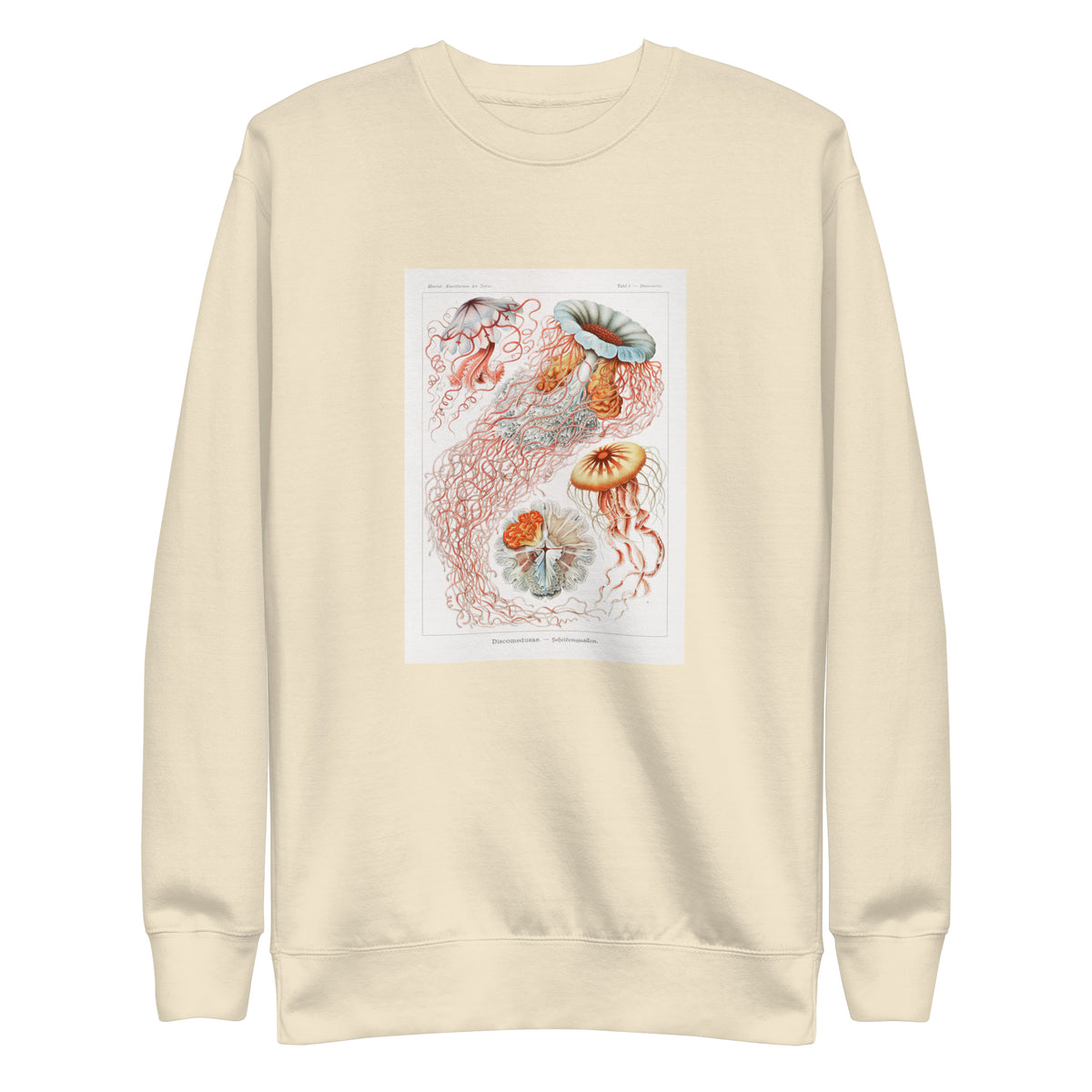 Sweater Discomedusae Scheibenquallen Signature