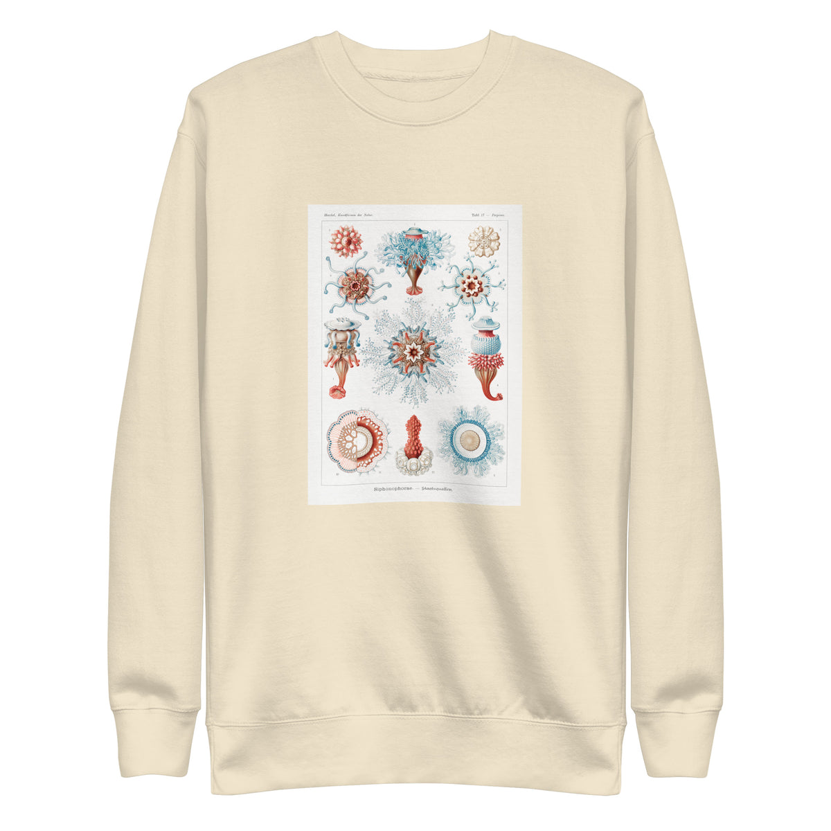 Sweater Siphonophorae Staatsquallen Signature