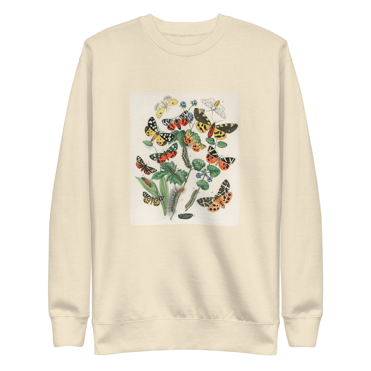 Sweater Illustrations - William Forsell Kirby 1882 Signature