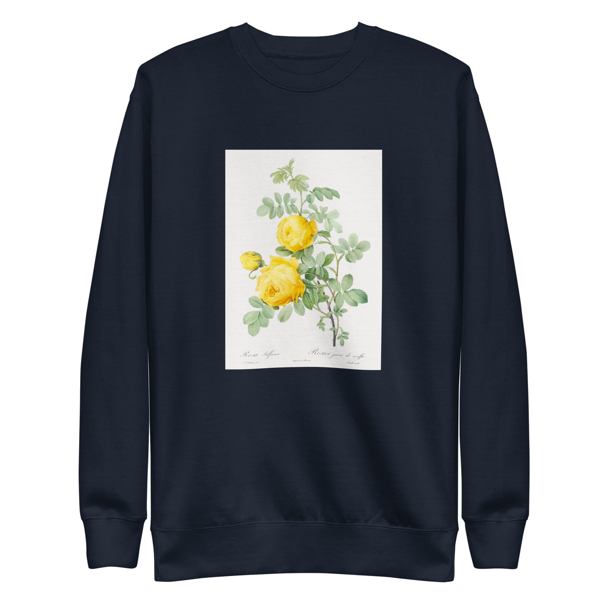 Navy Sweater Rosa Hemisphaerica Also Known As Yellow Rose Of Sulfur Rosa Sulfurea Signature