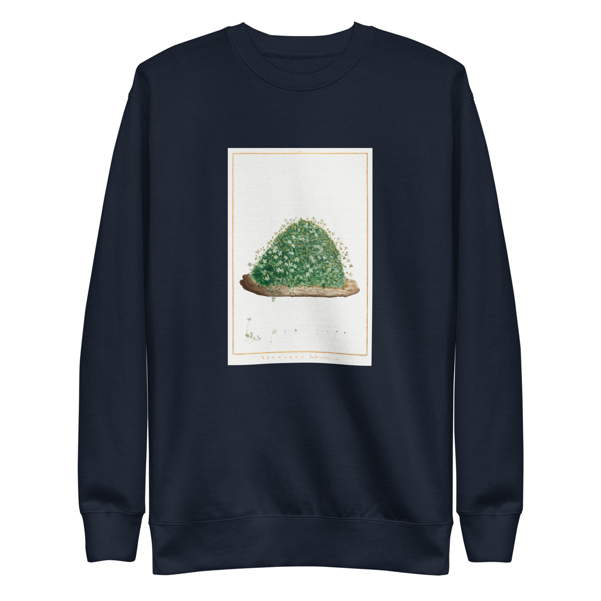 Navy Sweater Arenaria Balearica Image - Pierre-Joseph Redoute And Charles Louis L Heritier 1784 Signature