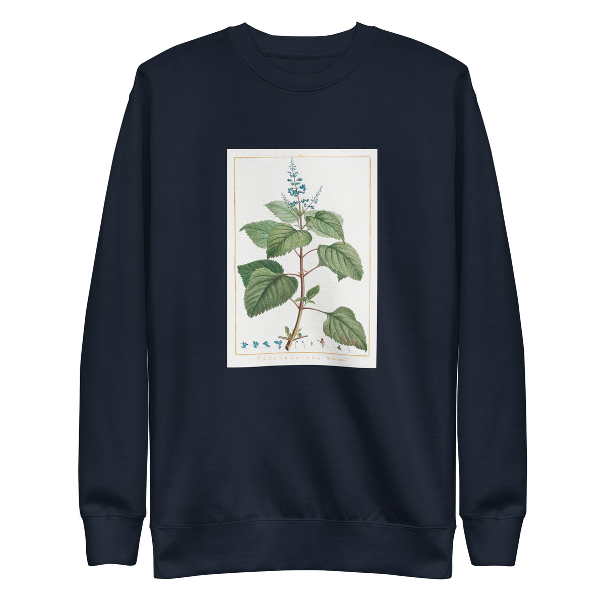 Navy Sweater Plectranthus Fruticosus Image - Pierre-Joseph Redoute And Charles Louis 1784 Signature
