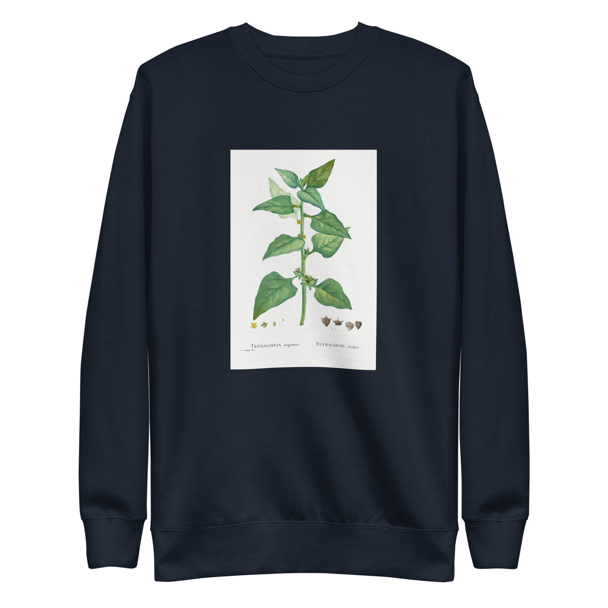 Navy Sweater Tetragonia Expansa New Zealand Spinach Signature