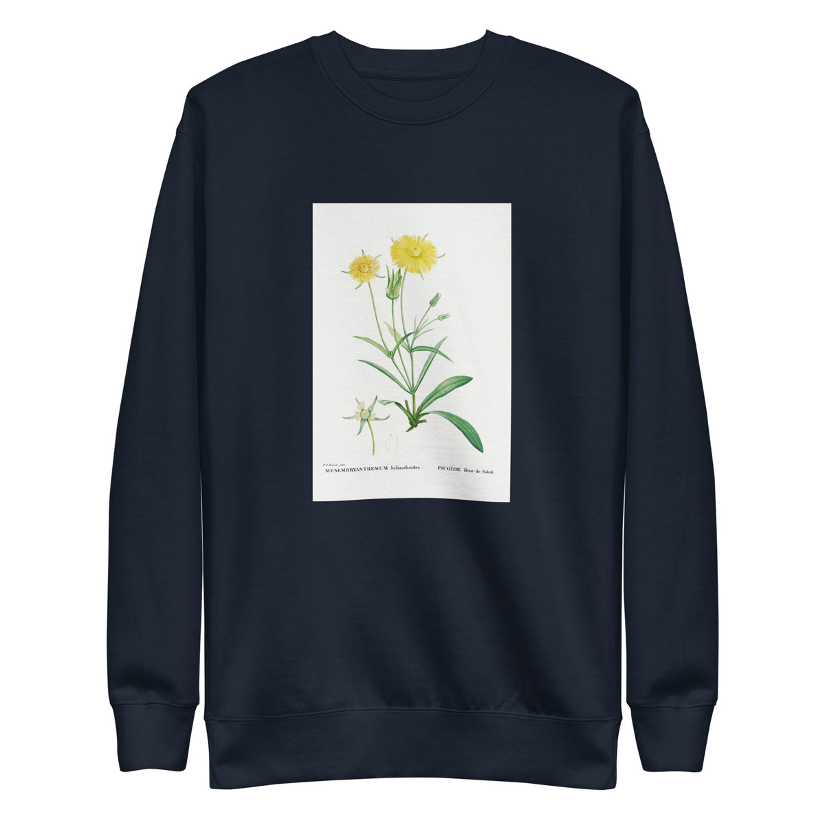 Navy Sweater Mesembryanthemum Helianthoides Spatula Leaved Fig Marigold - Pierre-Joseph 1799 Signature