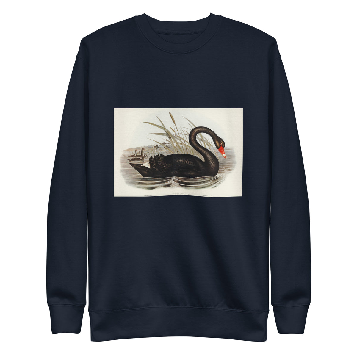 Navy Sweater Black Swan Cygnus Atratus Illustrated - Elizabeth Gould 1804 Signature