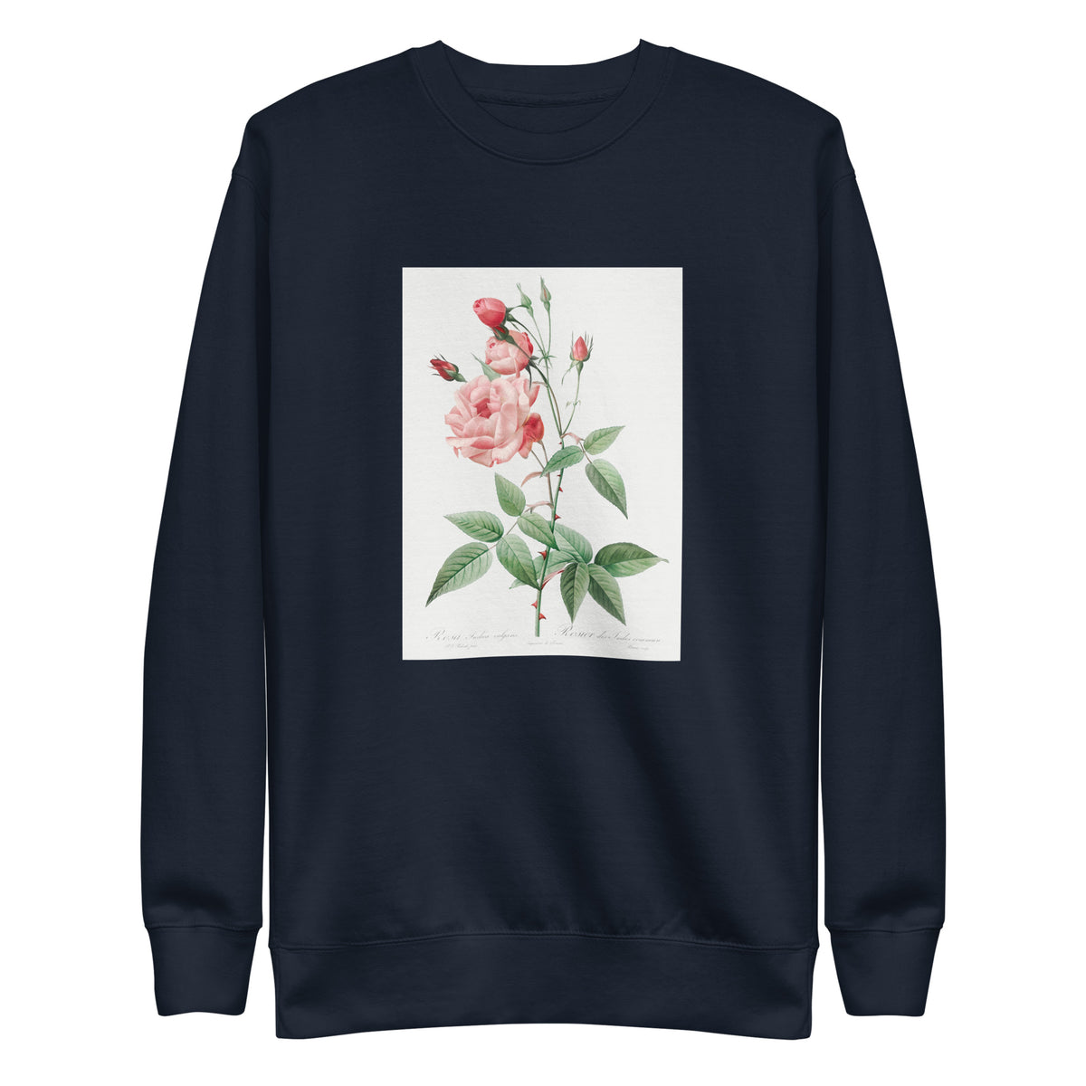 Navy Sweater Old Blush China Also Known As Common Rose Of India Rosa Indica Vulgaris Signature