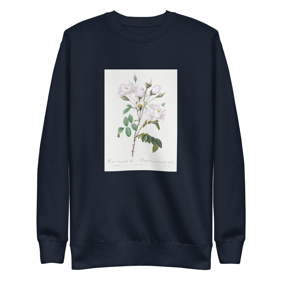 Navy Sweater Rosa Campanulata Alba Also Known As Pink Bellflowers To White Flowers Signature