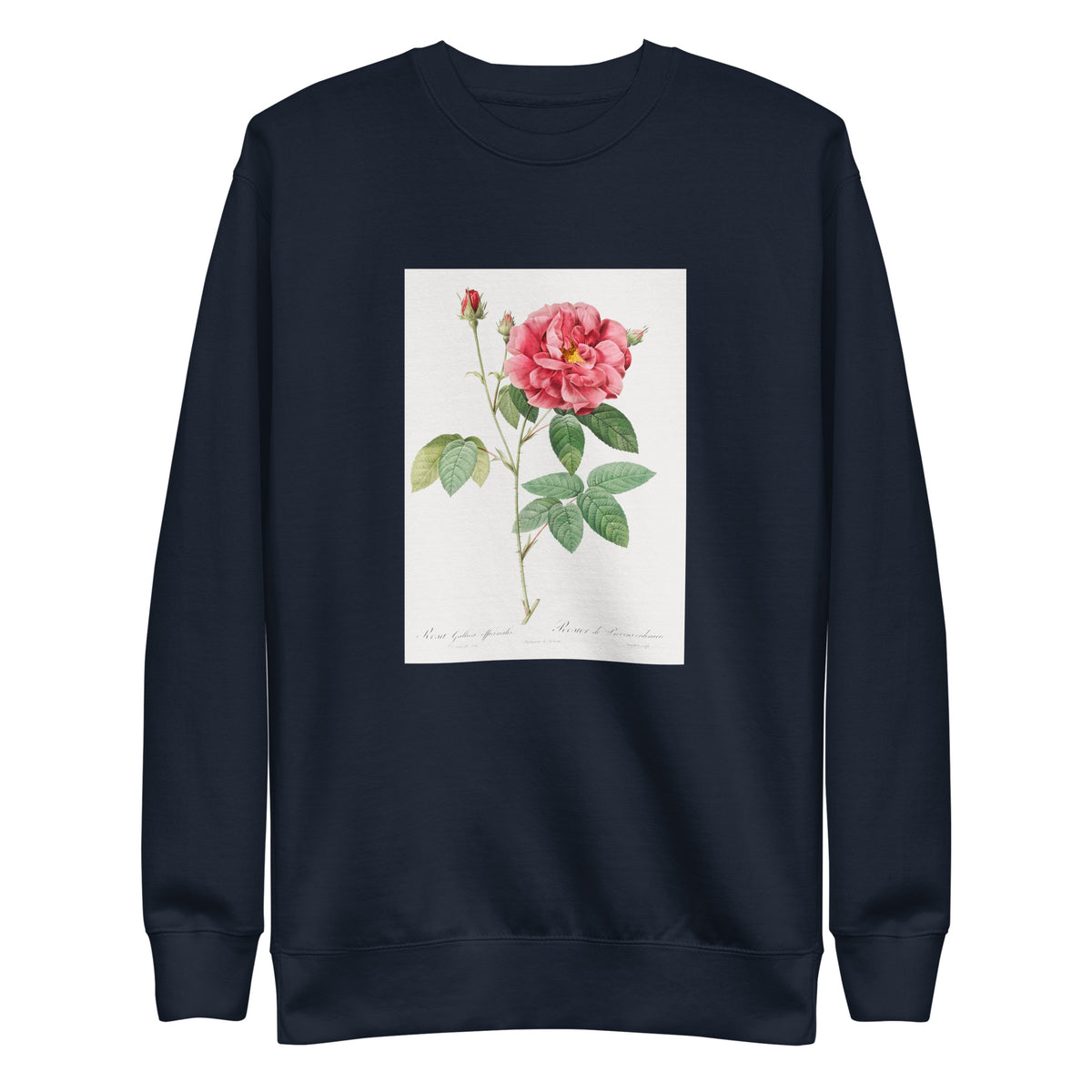Navy Sweater French Rose Also Known As Ordinary Provins Rosebush Rosa Galluca Offuenalis Signature