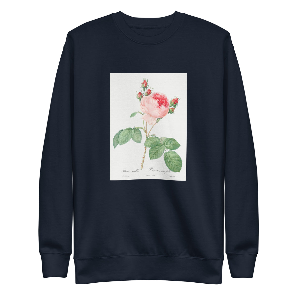 Navy Sweater Cabbage Rose Also Known As One Hundred-Leaved Rose Rosa Centifolia Signature
