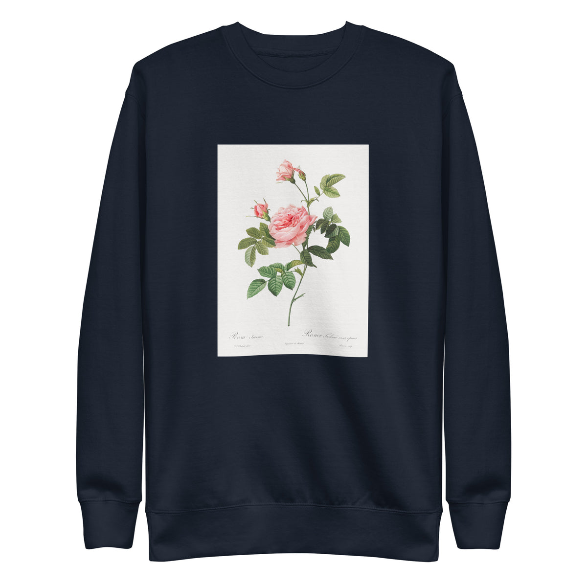 Navy Sweater Boursault Rose Also Known As Rose Turbine Without Thorns Rosa Inermis Signature