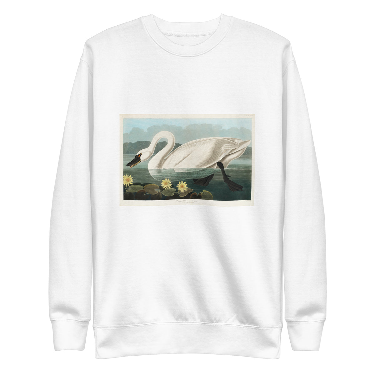 White Sweater Common American Swan - John James Audubon 1827 Signature