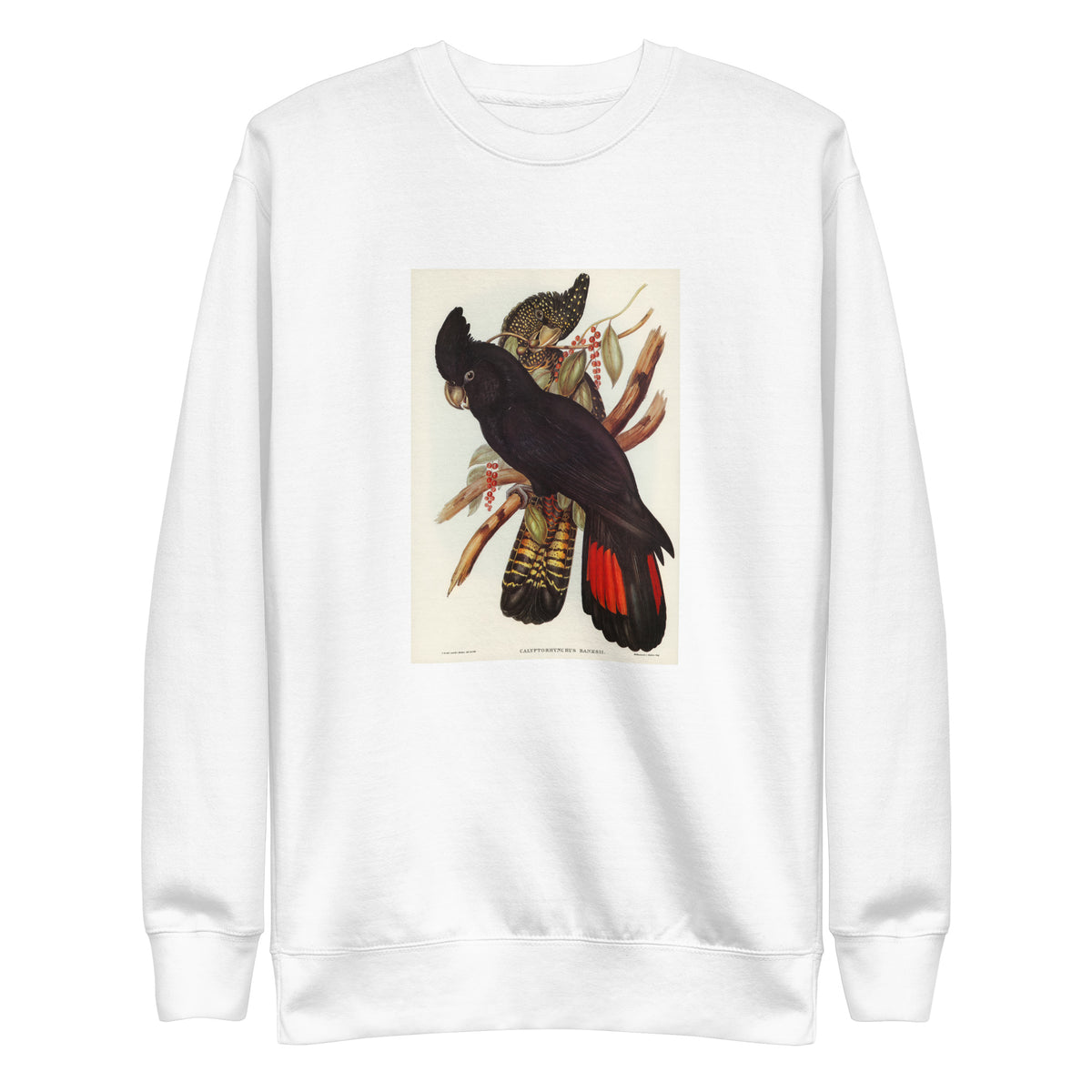 White Sweater Banksian Cockatoo Calyptorhynchus Banksii Illustrated - Elizabeth Gould 1804 Signature