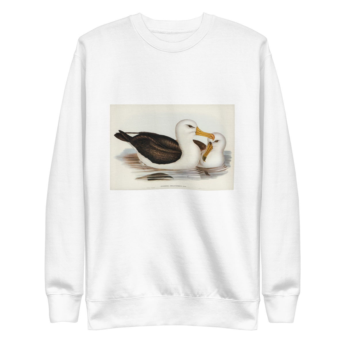 White Sweater Black-Eyebrowed Albatros Diomedea Melanophrys Illustrated - Elizabeth Gould 1804 Signature