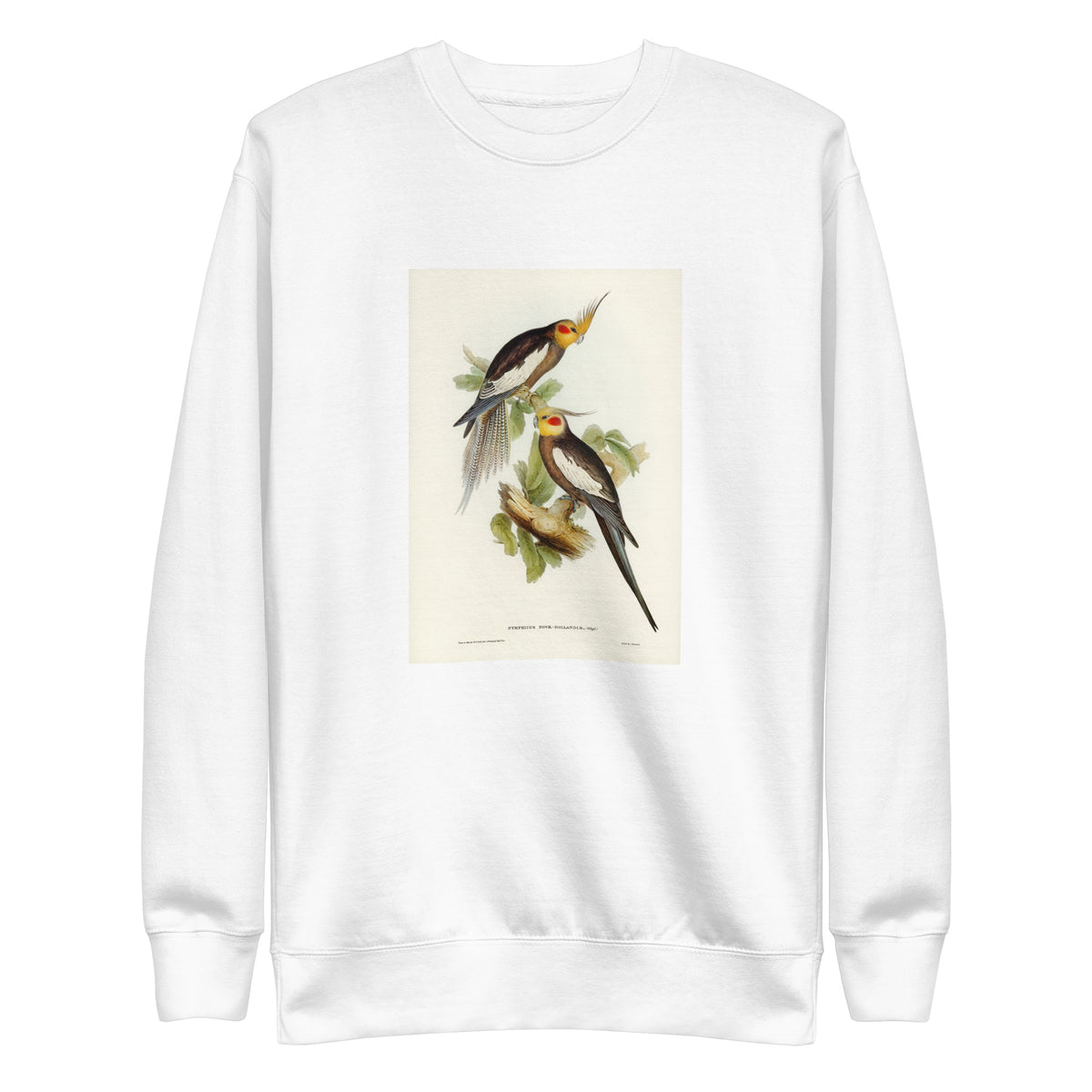 White Sweater Cockatoo Parakeet Nymphicus Novae Hollandiae Illustrated - Elizabeth Gould 1804 Signature