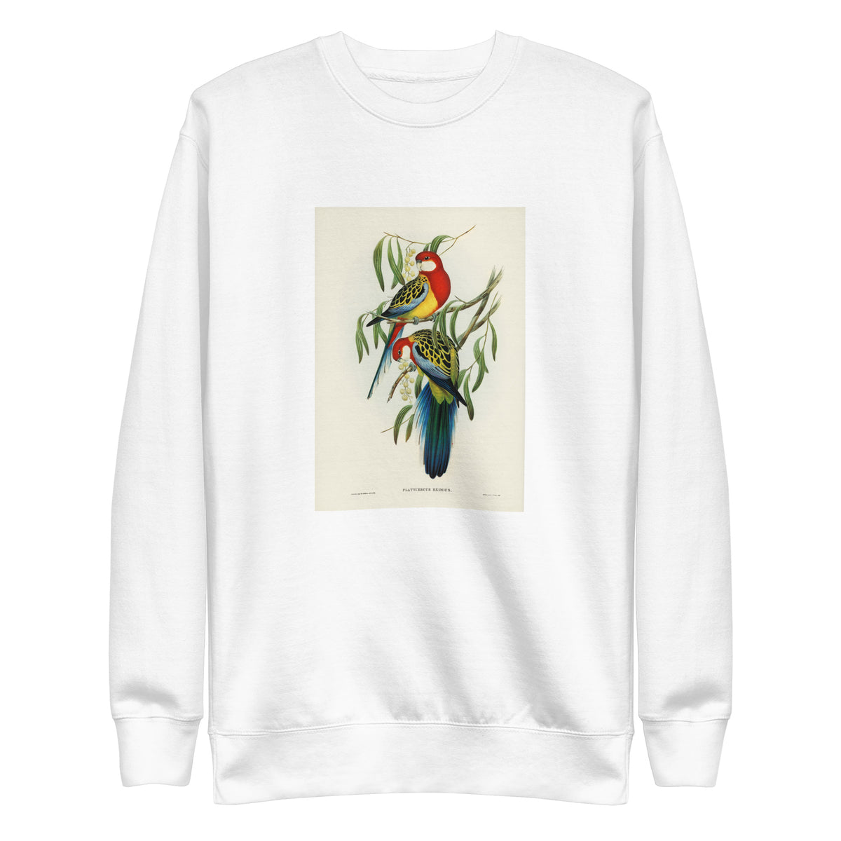 White Sweater Rose-Hill Parakeet Platycercus Eximius Illustrated - Elizabeth Gould 1804 Signature
