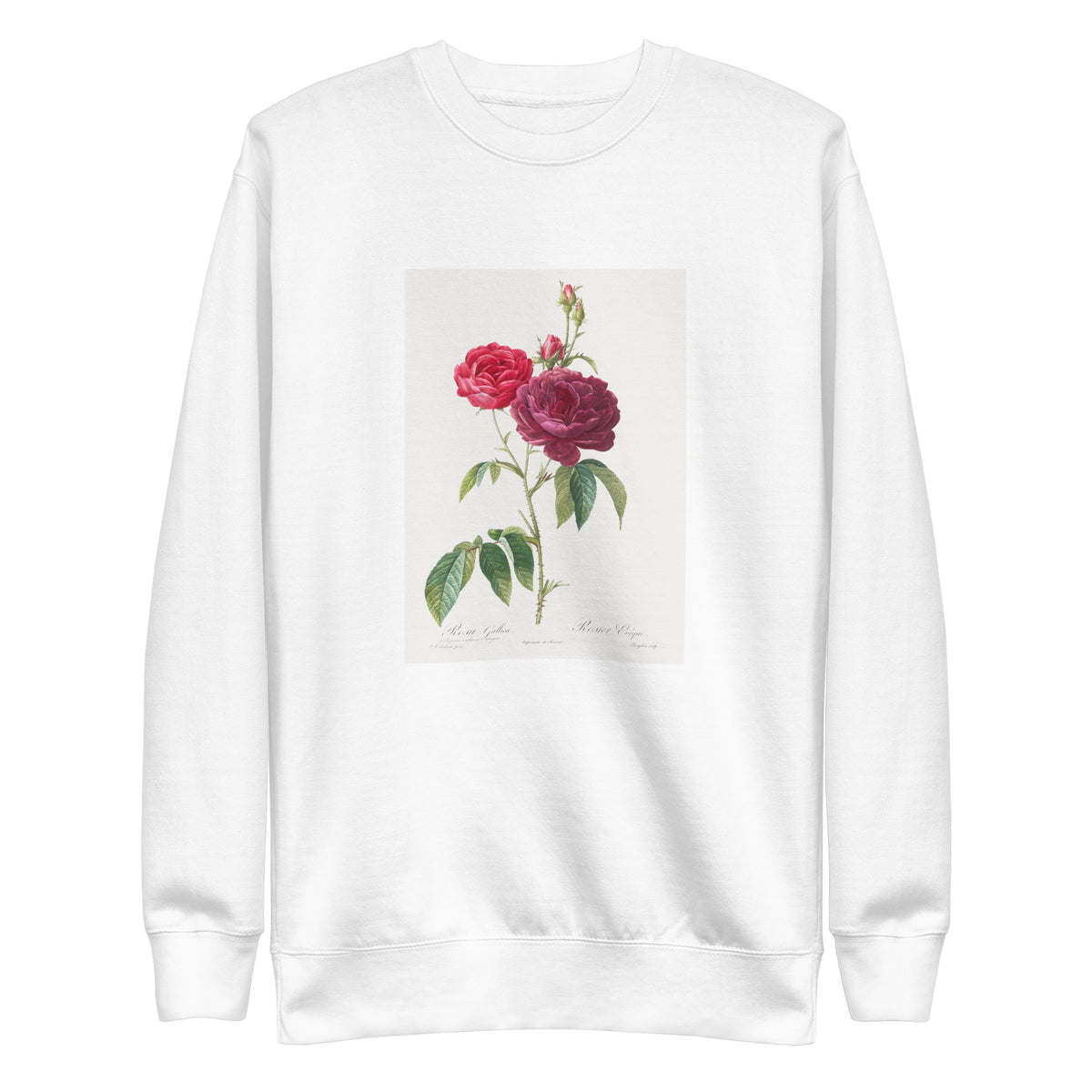 White Sweater Purple French Rose Rosa Gallica Purpuro-Violacea Magna Signature