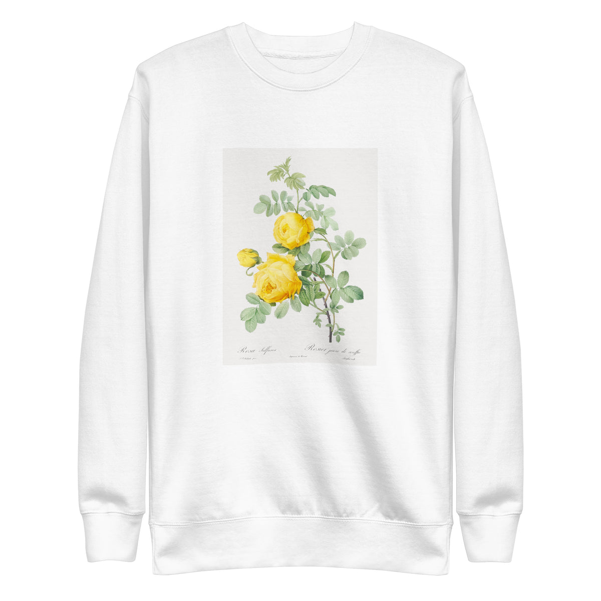 White Sweater Rosa Hemisphaerica Also Known As Yellow Rose Of Sulfur Rosa Sulfurea Signature