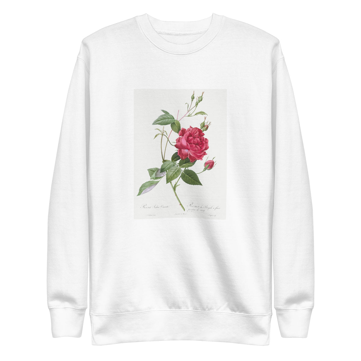 White Sweater Blood-Red Bengal Rose Rosa Indica Cruneta Signature