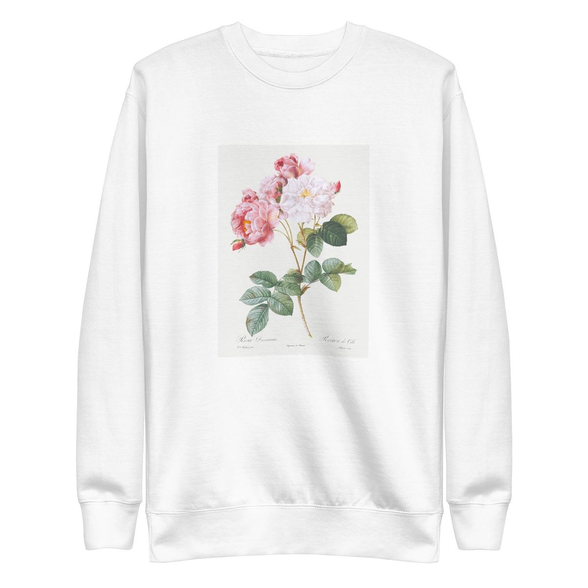 White Sweater Rosa Damascena Rosebush Rosa Damascena Signature