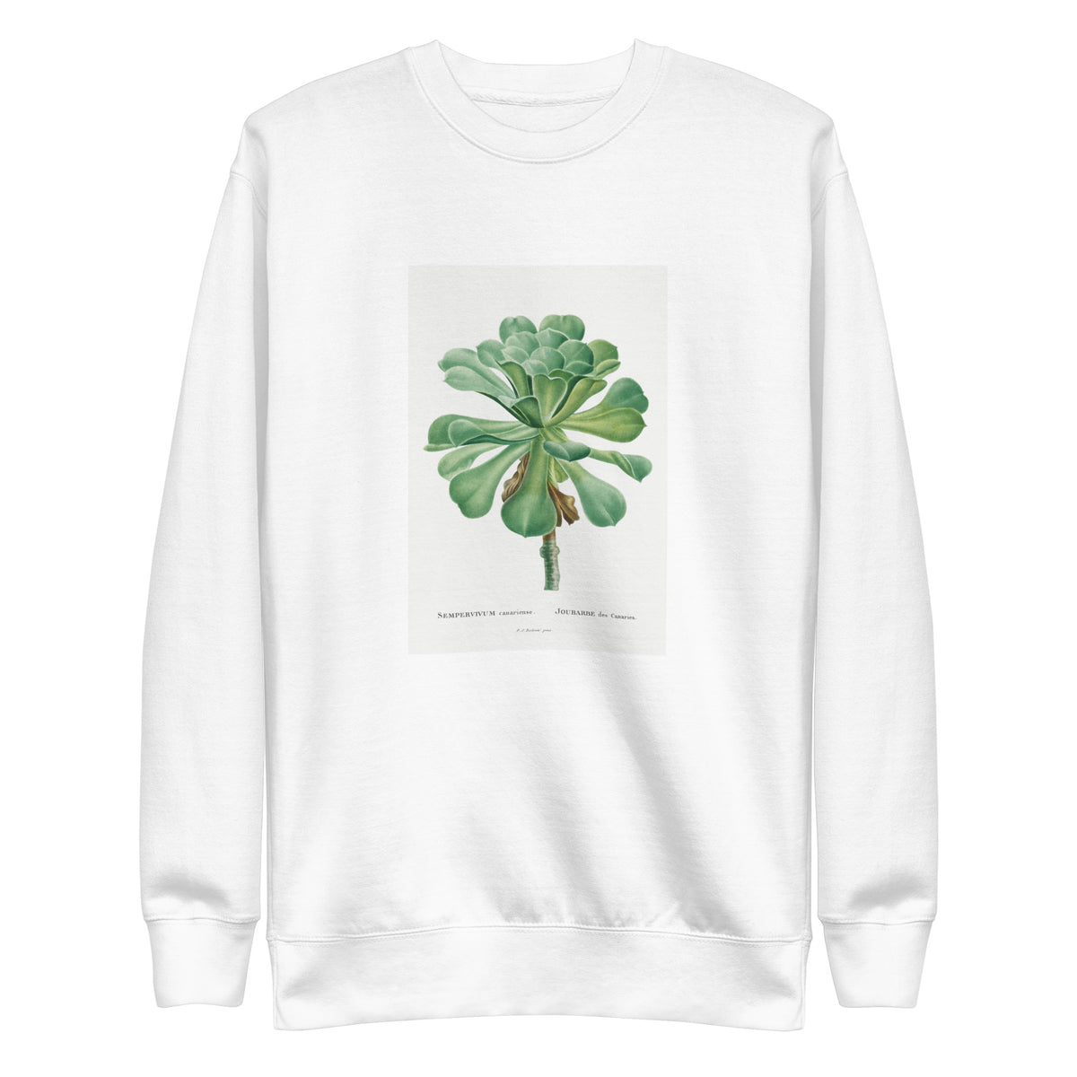 White Sweater Sempervivum Canariense Image Signature