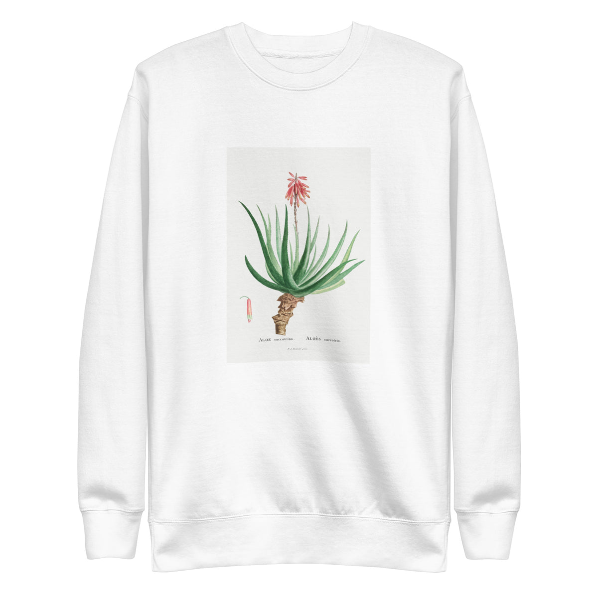 White Sweater Aloe Socotrina Image Signature