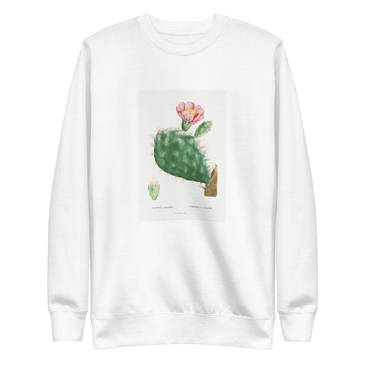 White Sweater Cactus Cochenillifer Image Signature