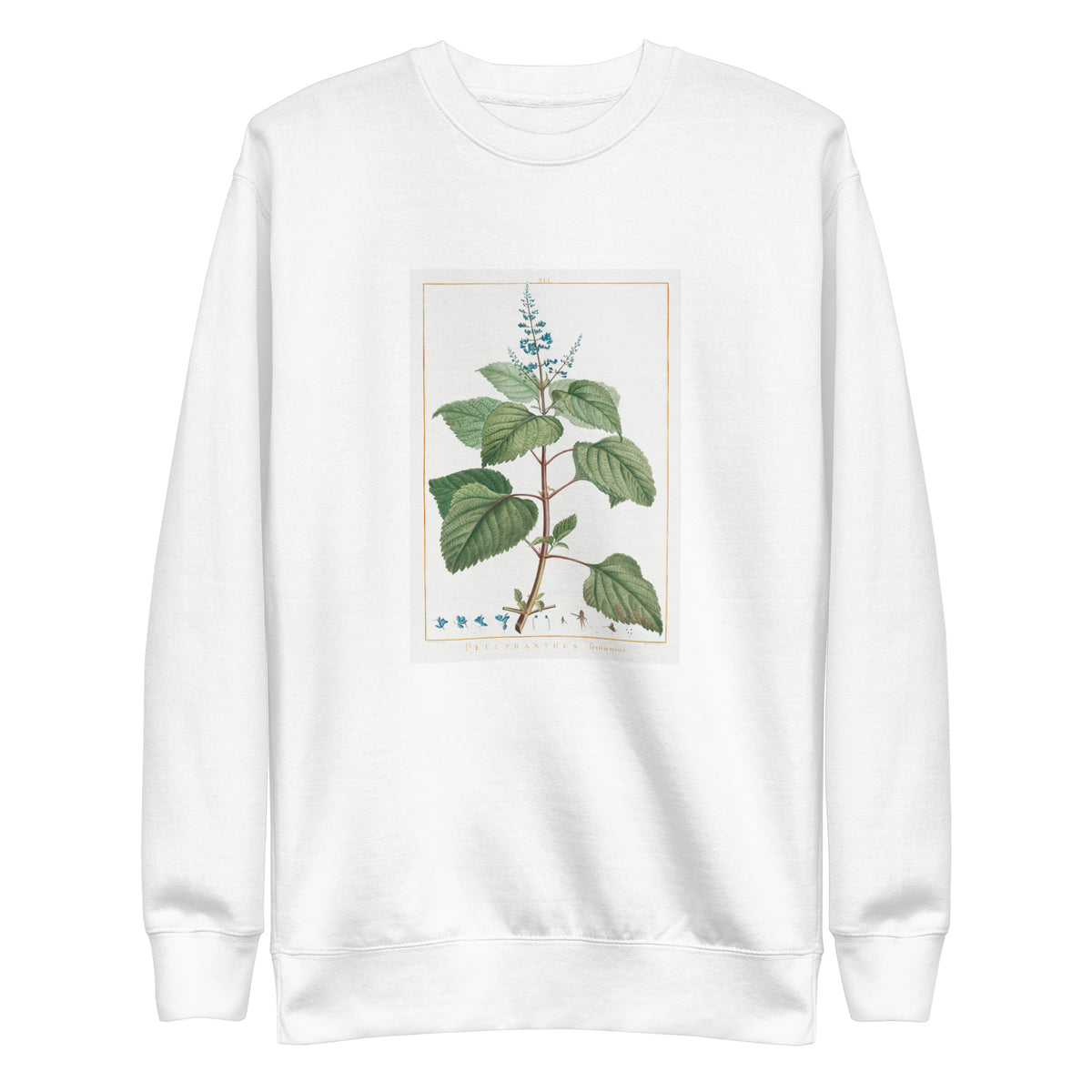 White Sweater Plectranthus Fruticosus Image - Pierre-Joseph Redoute And Charles Louis 1784 Signature